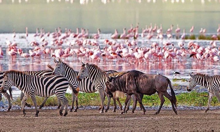 Lake manyara national park