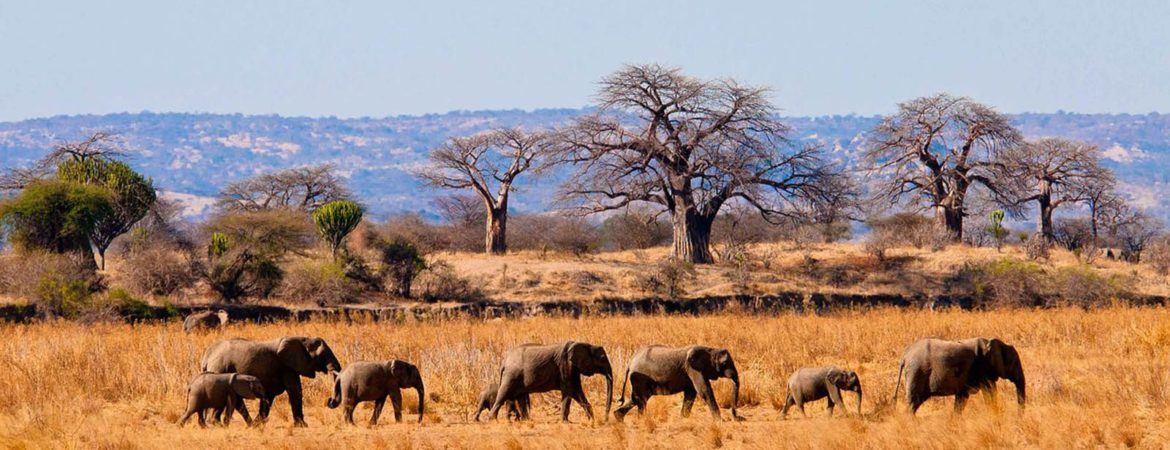 Tarangire national park