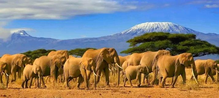 Kilimanjaro National Park